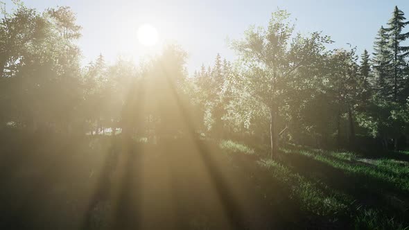 Healthy Green Trees in a Forest