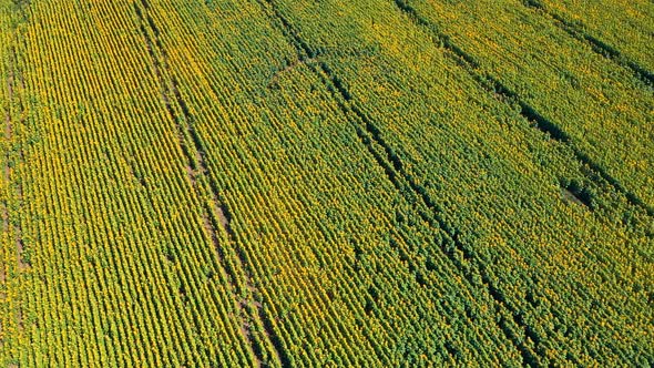 Aerial View Field Of Sunflowers