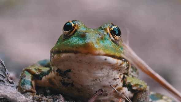 Frog Funny Looks at Camera. Portrait of Green Toad Sits on the Sand.