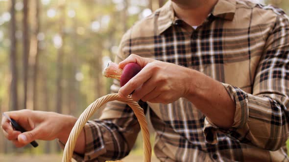 Man with Basket Picking Mushrooms in Forest