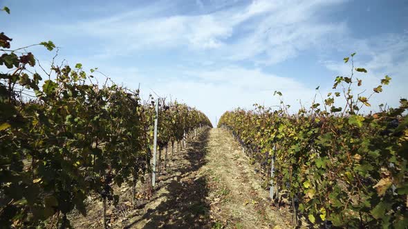 Wide shot through vineyard in autumn on a beautiful sunny day with blue sky