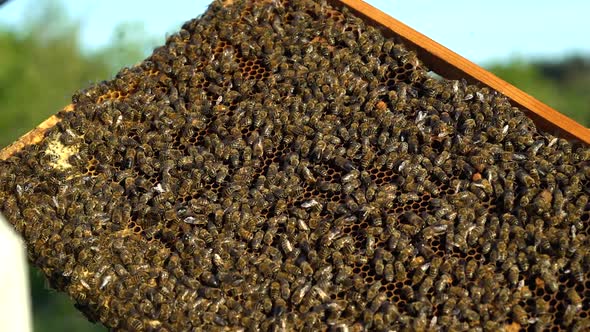 Frames of a bee hive. Beekeeper harvesting honey. Working bees on honey cells.