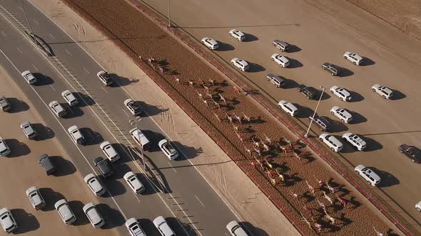 Aerial view of a group of camels during a race in the desert of Ras Al Khaimah.
