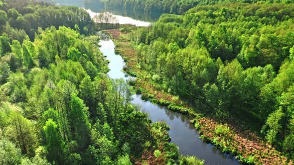 Green forest and river at sunrise in spring.