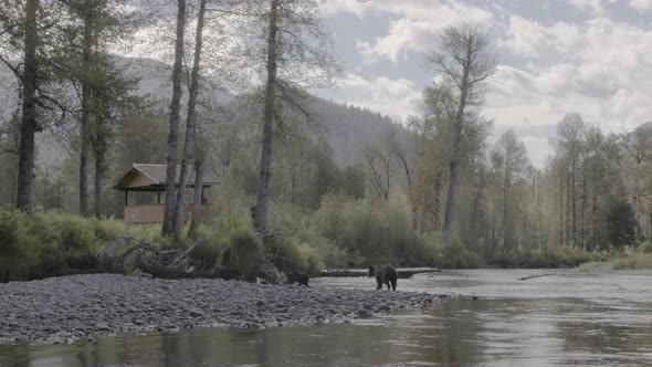 Mother Grizzly Bear and Cub Walking near tourist