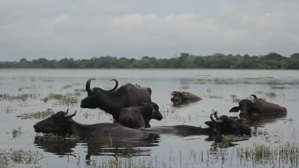 Animals of Sri Lanka. Buffalos in the Lake