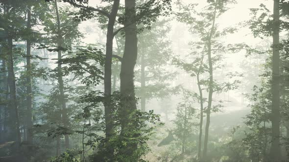 Sun Rising in a Forest with Fog alt