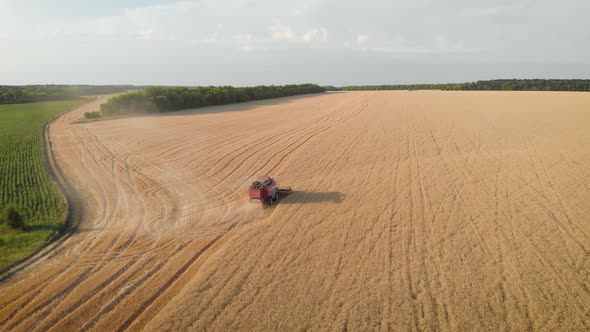 Aerial View Red Harvester Working in the Field. Combine Harvester Agricultural Machine Collecting