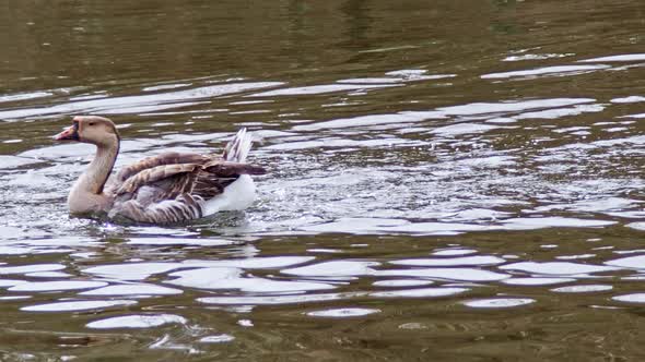 Flock Of Gray Goose Swimming In The Lake 2