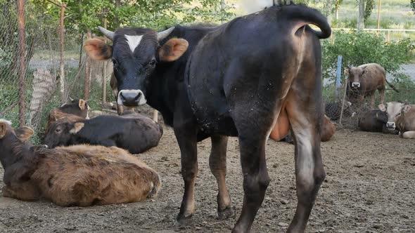 A Large Adult Black Bull with Straight Sharp Horns Looks and Waves Its Tail Brushing Off Midges and