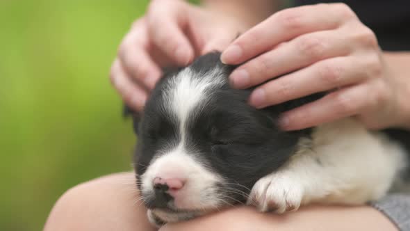 Close up of a woman holding small puppy on her lap.