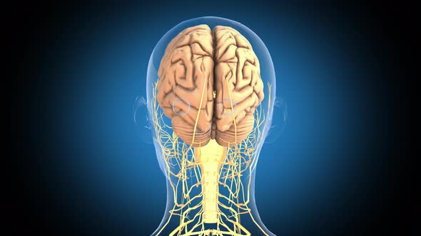 Human Brain   Rotation Loop