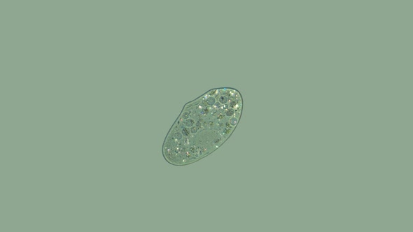 Ciliates Paramecium Under a Microscope, Protozoa