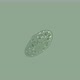 Ciliates Paramecium Under a Microscope, Protozoa - VideoHive Item for Sale