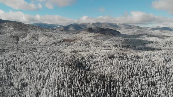 Winter Forest