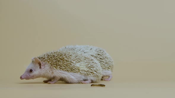 Two African Whitebellied Hedgehogs Sniff and Look Around in Studio on White Background