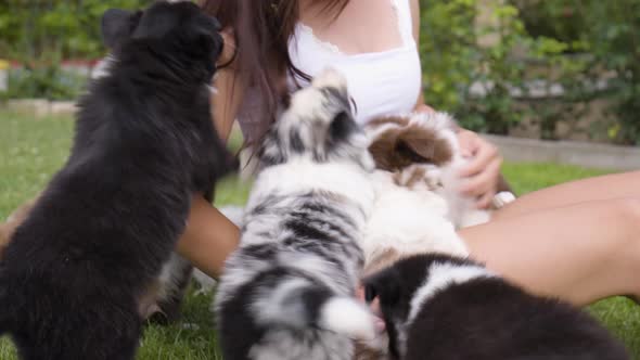 A Young Beautiful Caucasian Woman Plays with Cute Little Puppies in a Garden  Closeup