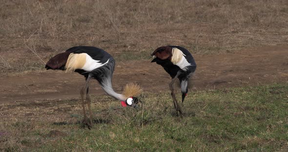 Grey Crowned Crane, balearica regulorum, Pair at Nairobi Park in Kenya, Real Time 4K