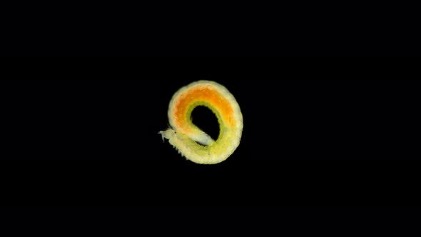 Worm Under a Microscope, Class Polychaeta, Family Phyllodocidae