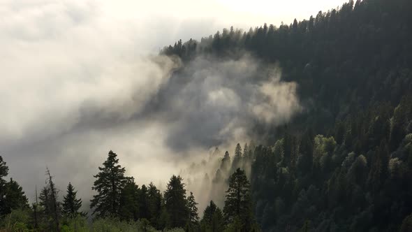 Clouds and Fog Between the Trees in the Wild Dense Forest