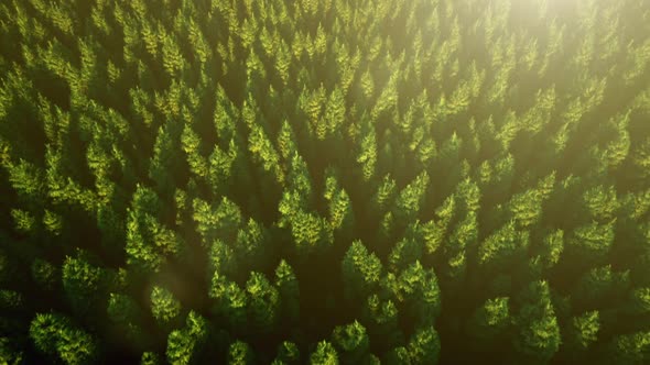 View From a Bird's Eye View Over the Fir Forest