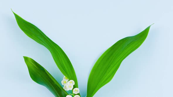 Bouquet Fragrant Juicy Flowers Lilies Valley in Bouquet with Green Leaves Lying