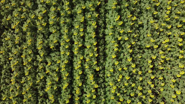 Top View of a Field with a Sunflower