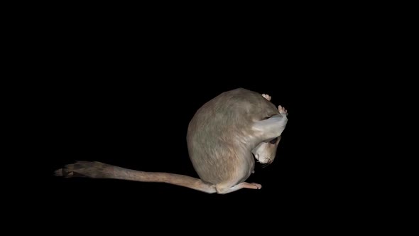 Rat Animation