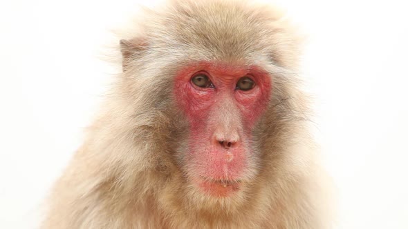 Japanese Macaque In Nature