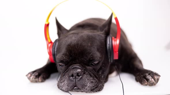 A French Bulldog with Headphones
