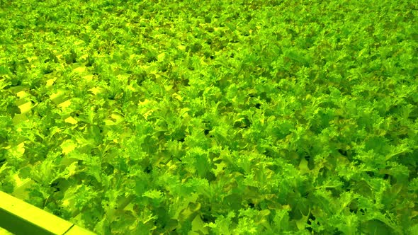 Grow Frize Leaf Lettuce in a Greenhouse