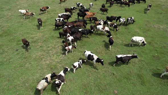 Aerial Herd of Cattle