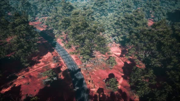 Road in Aerial View with Green Plants and Trees Around