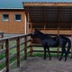 Shooting of Two Horses of Different Colors in Paddocks Near the Stables - VideoHive Item for Sale
