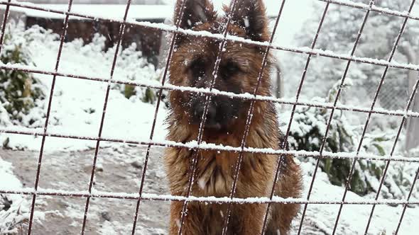 Dog Behind the Fence in the Snow.