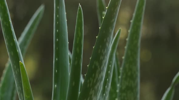 Aloe Vera 06