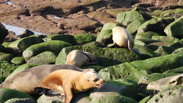 Cute Baby Cub, Sweet Sea Lion Pup and Mother. Funny Lazy Seals, Ocean Beach Wildlife, La Jolla, San