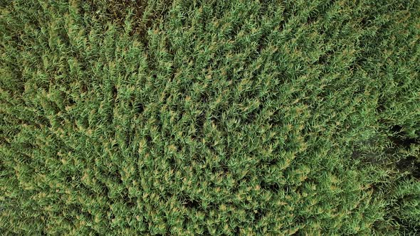 AERIAL: Rotating Shot of Reeds Growing and Wind Surfing on Plants