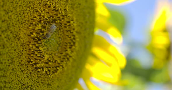 Sunflower Pollen And Bee