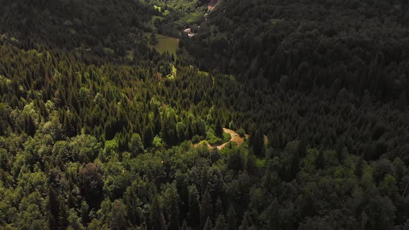 Cinematic Aerial View Of Pine Woods In Caucasus Mountains