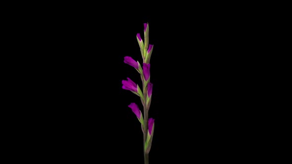 Time-lapse of opening pink gladiolus flower