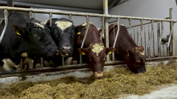 Group of black and brown norwegian cows in separate grid eating fresh hay. Low angle medium shot.