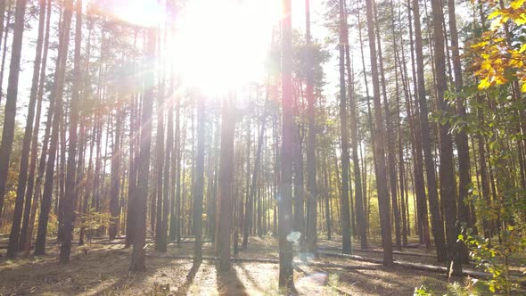 Forest Beautiful Landscape in an Autumn Day