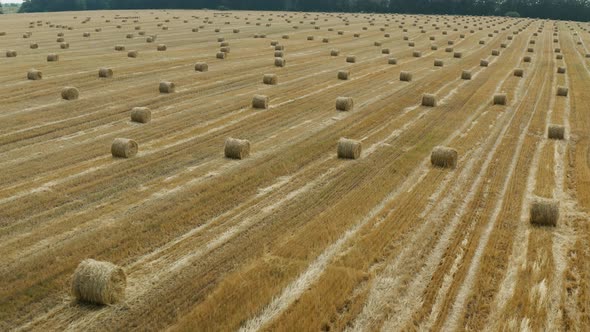 Yellow field with round sheaves of hay. Harvest. 