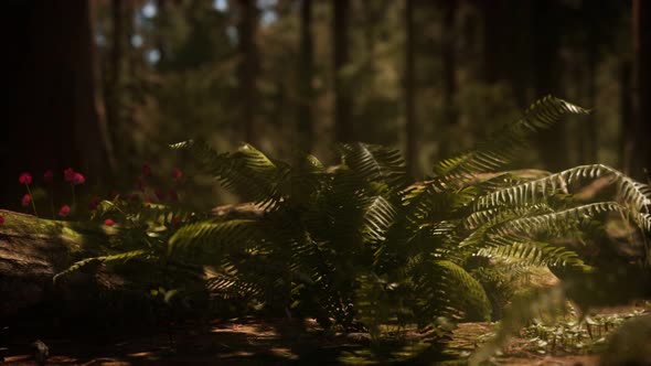 Early Morning Sunlight in the Sequoias of Mariposa Grove