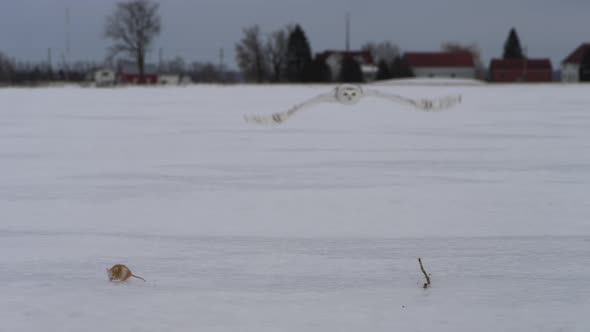 Snowy Owl Catches a mouse in the open tundra - winter hunting