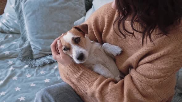 Asmall Beautiful Sleepy Dog Jack Russell Sleeps in Arms of His Owner in a Cozy Apartment Closeup