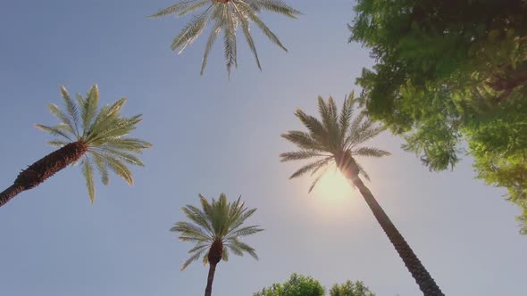 Camera looks up as it moves past rows a palm trees