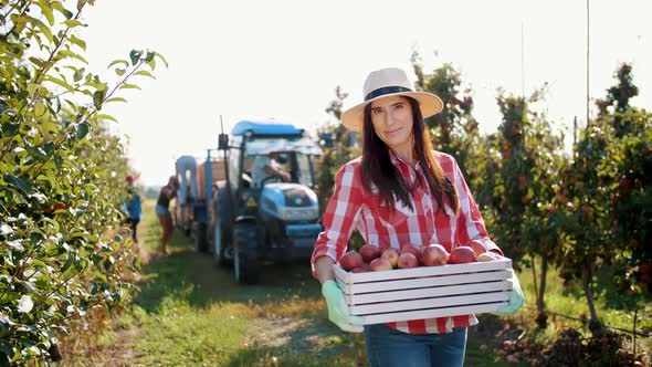 Apple Harvesting