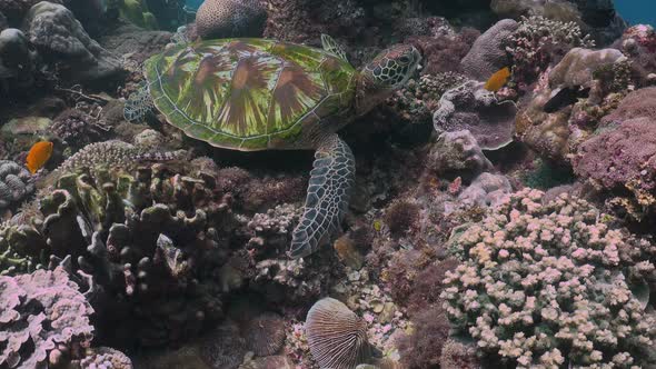 Wide angle shot of green sea turtle sitting on the coral reef accompanied by reef fishes.